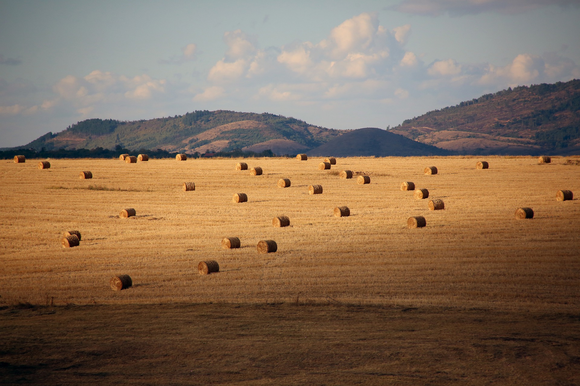 harvest in autumn